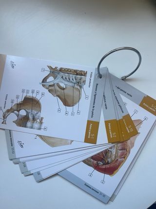 Netter. Flashcards de anatomía