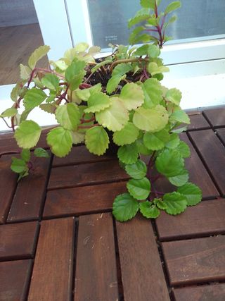 Planta dé Dinero 