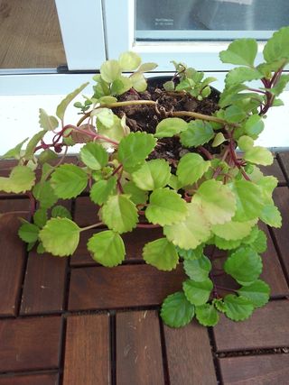 Planta dé Dinero 