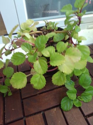 Planta dé Dinero 
