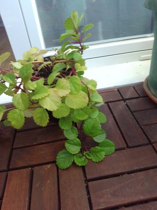 Planta dé Dinero 