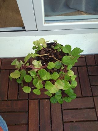 Planta dé Dinero 
