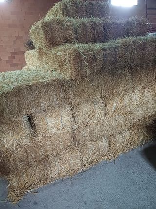 Alpacas de paja - Paja seca