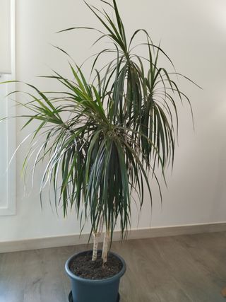 Dracaena marginata - Planta grande