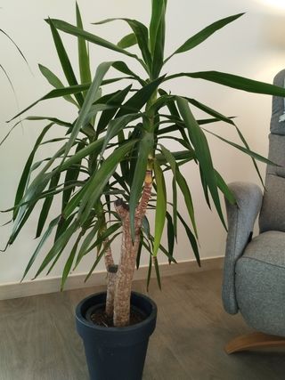 Planta Yucca - Tronco de Brasil