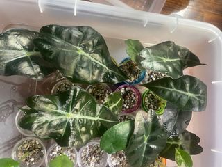 Alocasia Polly - in autoirrigazione