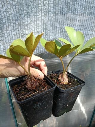 Zamia furfuracea - 2 x Plantas. Caudex . Cycas