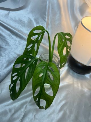 Planta Monstera Adansonii esqueje