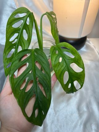 Planta Monstera Adansonii esqueje