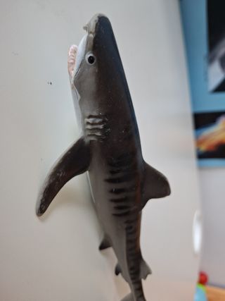 Tiburón Juguete - Acuario Monterrey