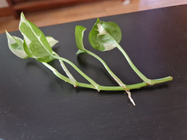 Esqueje Pothos N'Joy.