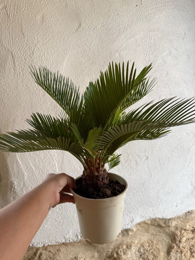 Cyca revoluta - Planta
