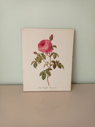 Cuadro Orquídeas -Dragon Ball Z
 Rosa 