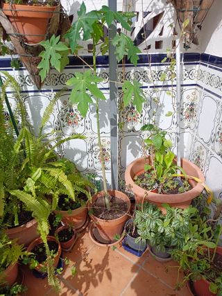 Planta de papaya -Maceta-