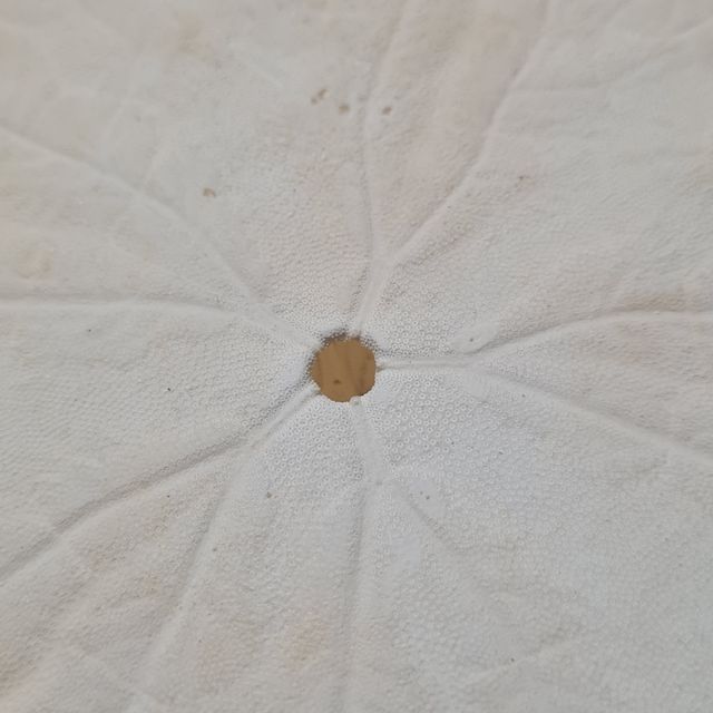 Erizo de coleccion Echinodiscus auritus 14,5cm