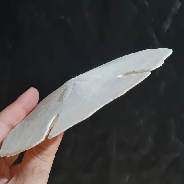 Erizo de coleccion Echinodiscus auritus 14,5cm