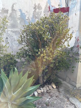 Planta suculenta grande