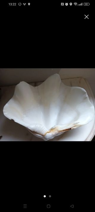 Concha decorativa grande