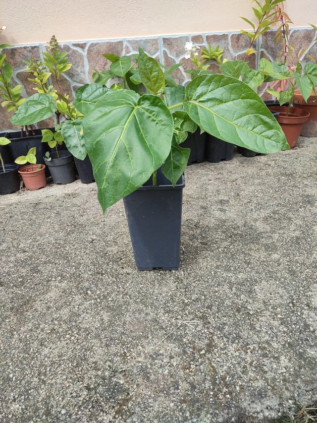 Plantas Tamarillo, tomate de árbol