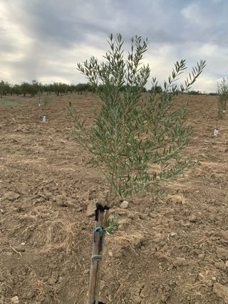 Olivar 8x8 - Nuevo es fanega y media