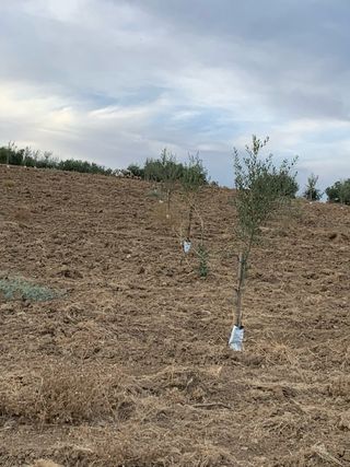 Olivar 8x8 - Nuevo es fanega y media