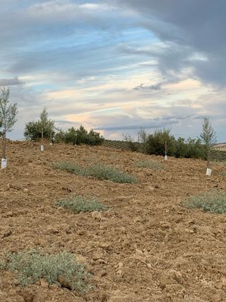 Olivar 8x8 - Nuevo es fanega y media