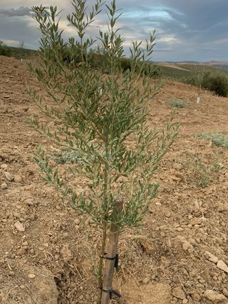 Olivar 8x8 - Nuevo es fanega y media