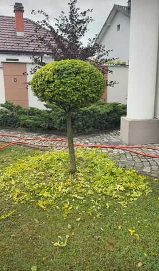 Limpieza y jardinería 