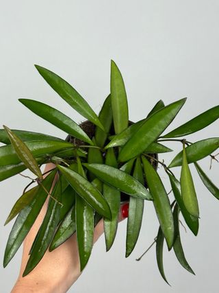 Hoya Wayetii | taglia “M”