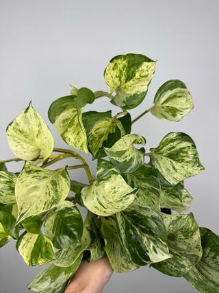 Epipremnum Manjula “Happy leaf”