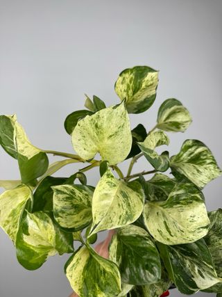 Epipremnum Manjula “Happy leaf”