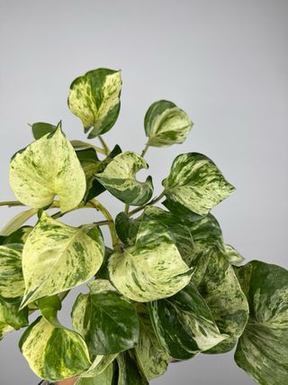 Epipremnum Manjula “Happy leaf”
