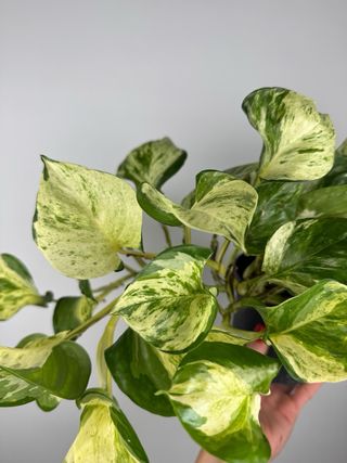 Epipremnum Manjula “Happy leaf”