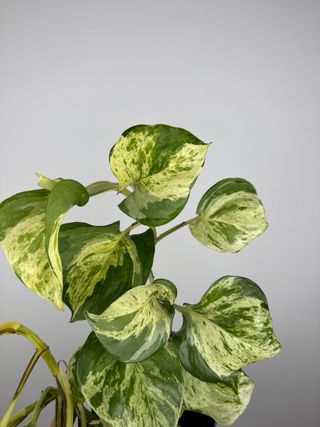 Epipremnum Manjula “Happy leaf”