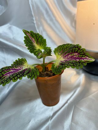 Coleus planta esqueje