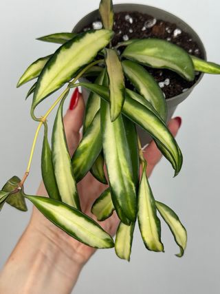 Hoya Wayetii “Tricolor” | taglia “M”
