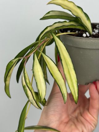 Hoya Wayetii “Tricolor” | taglia “M”