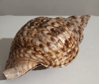 Conchiglia gigante decorativa arredo e collezione 