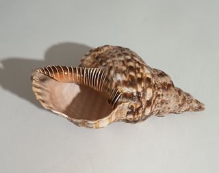 Conchiglia gigante decorativa arredo e collezione 