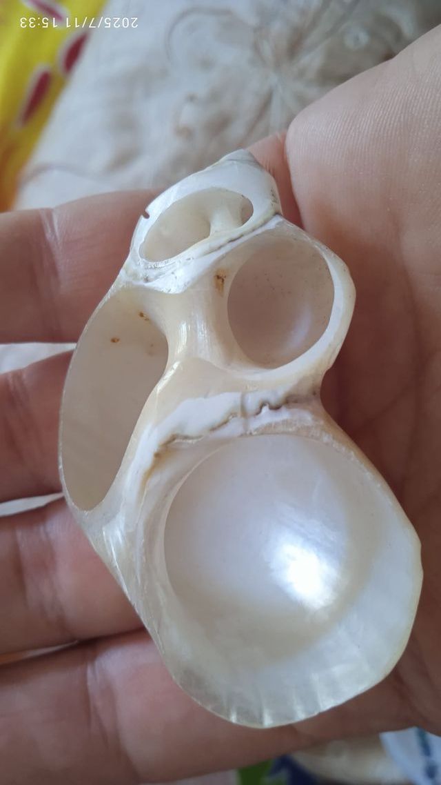 Fermafoulard conchiglia bianco/beige