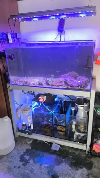 Acuario marino