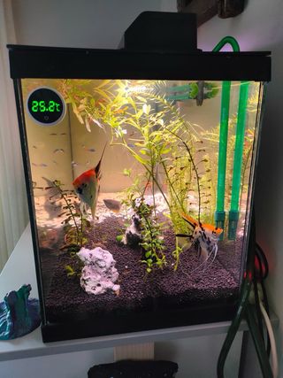 Venta de 3 Acuarios + Filtros y Accesorios