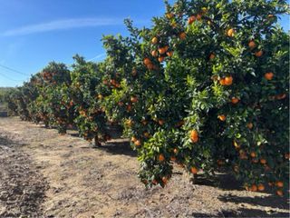 Mantenimiento de fincas naranjos