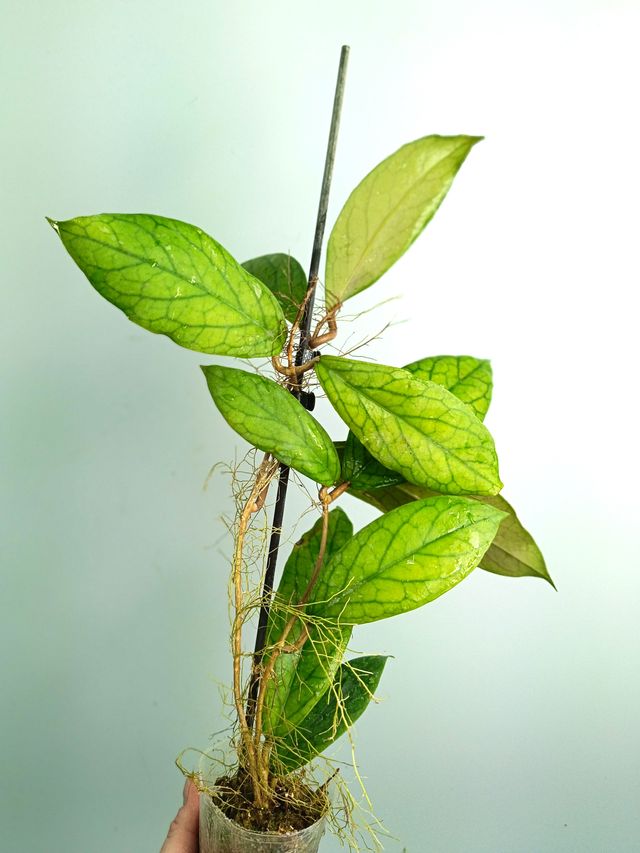 Hoya vitellinoides - Fiori Gialli