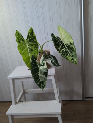 Alocasia Frydek Variegata