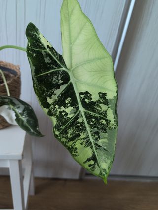 Alocasia Frydek Variegata
