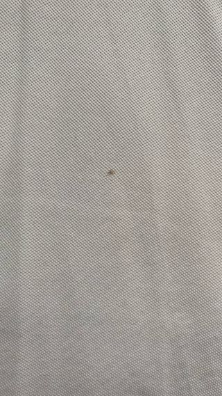 Polo Lacoste beige