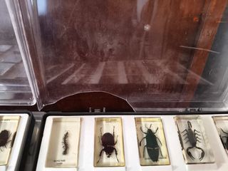 Colección bichos national geographic 