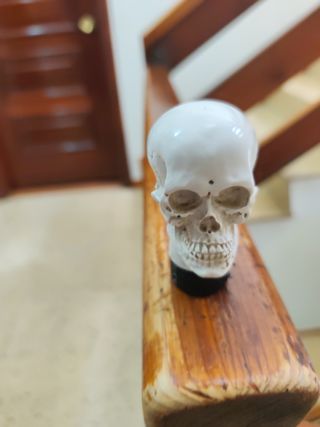 Pomo calavera - Cráneo universal