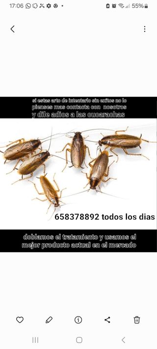 exterminacion total cucarachas y huevo garantizado